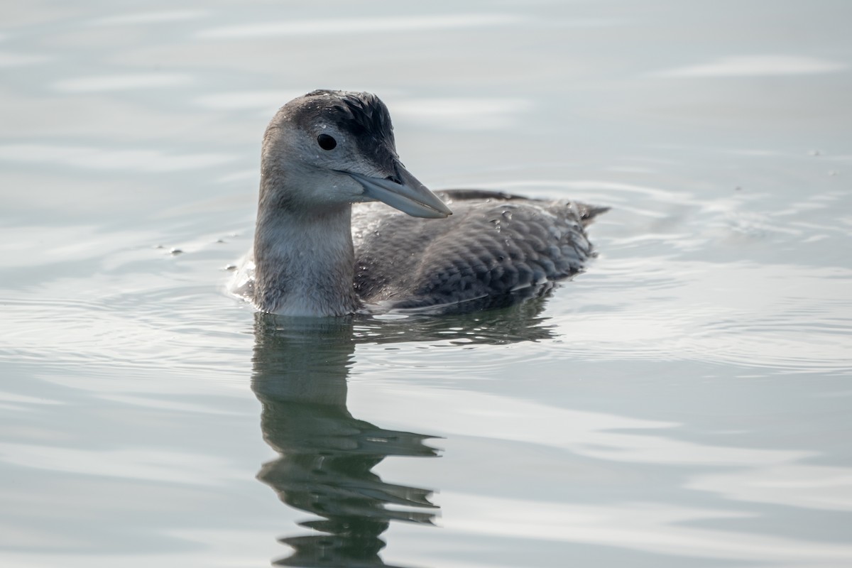Colimbo de Adams - ML646658172