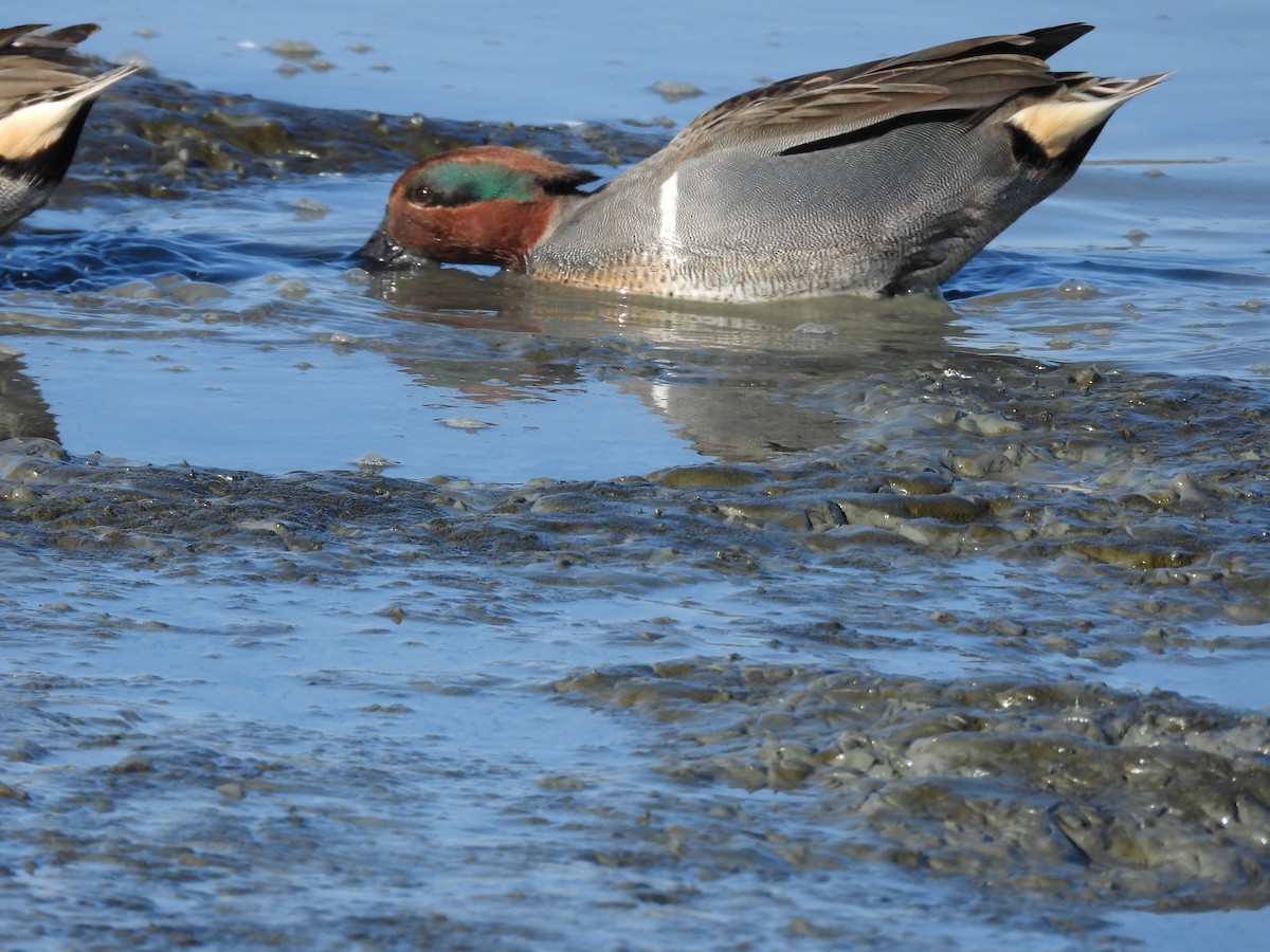 Green-winged Teal - ML646658173