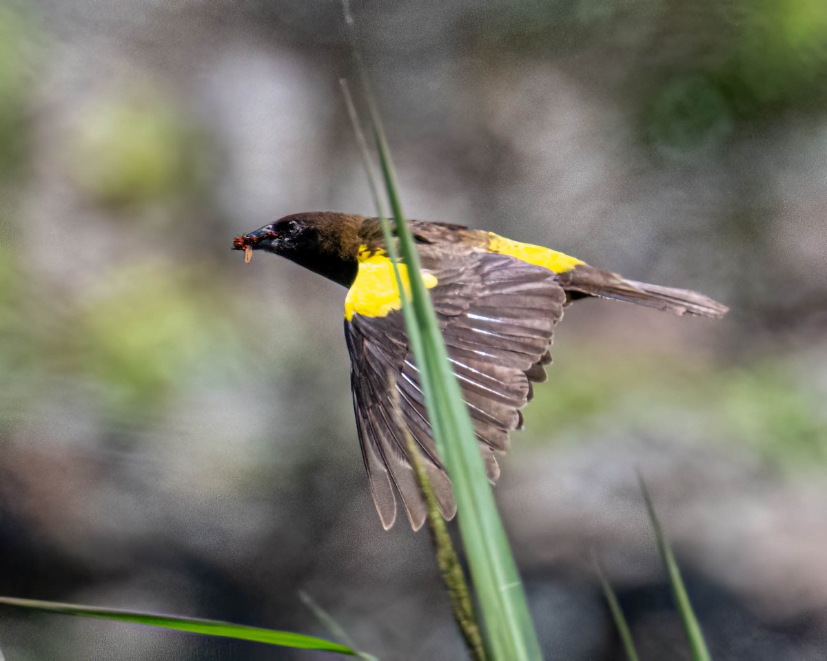 Yellow-rumped Marshbird - ML646658176