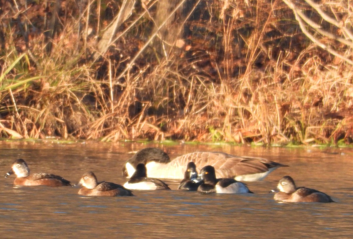 クビワキンクロ - ML646658178