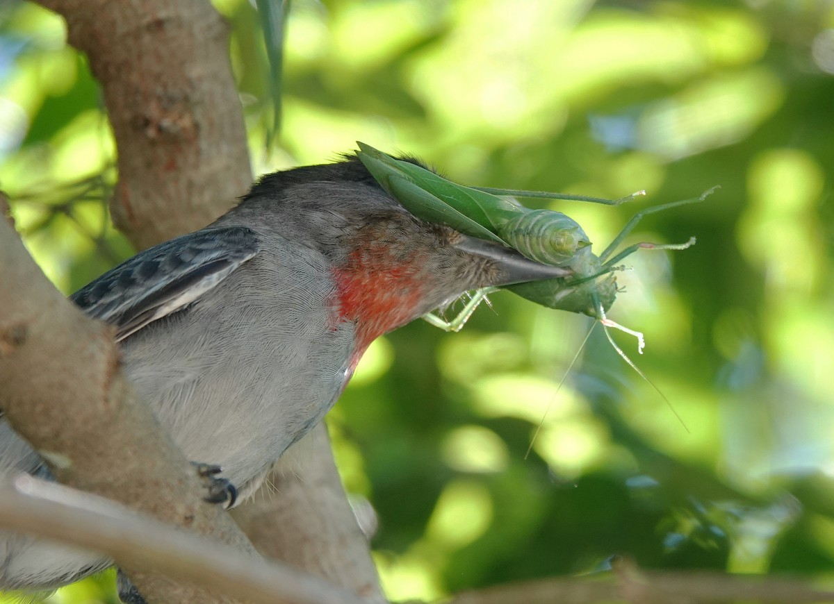 Rose-throated Becard - ML646658179