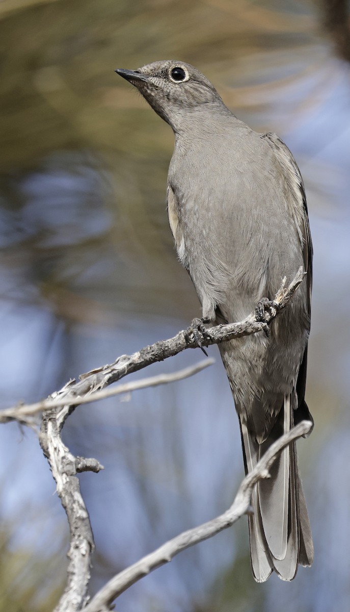 Townsend's Solitaire - ML646658182