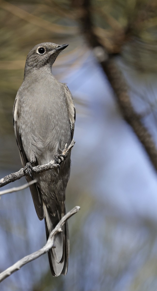 Townsend's Solitaire - ML646658183