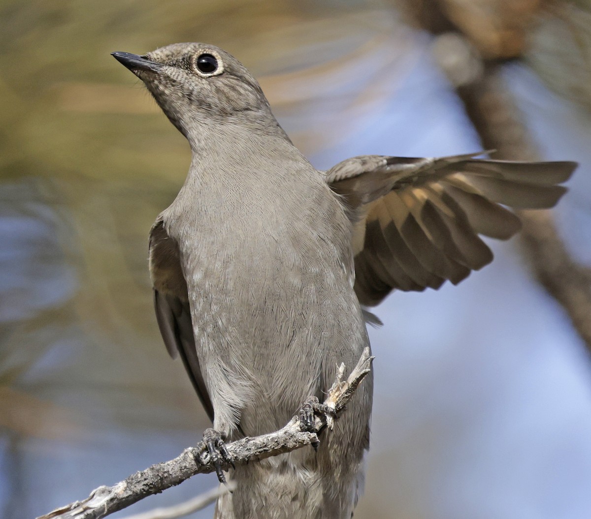 Townsend's Solitaire - ML646658184