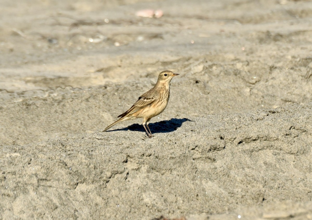 American Pipit - ML646658186