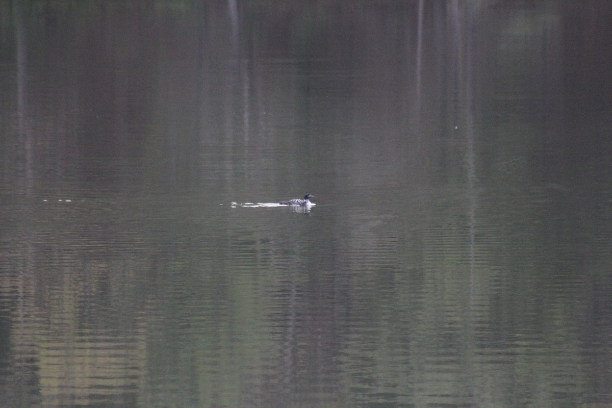 Common Loon - ML646658187