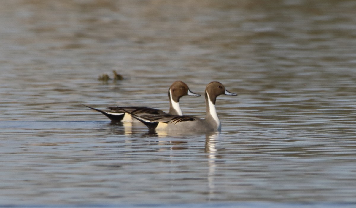 Northern Pintail - ML646658189
