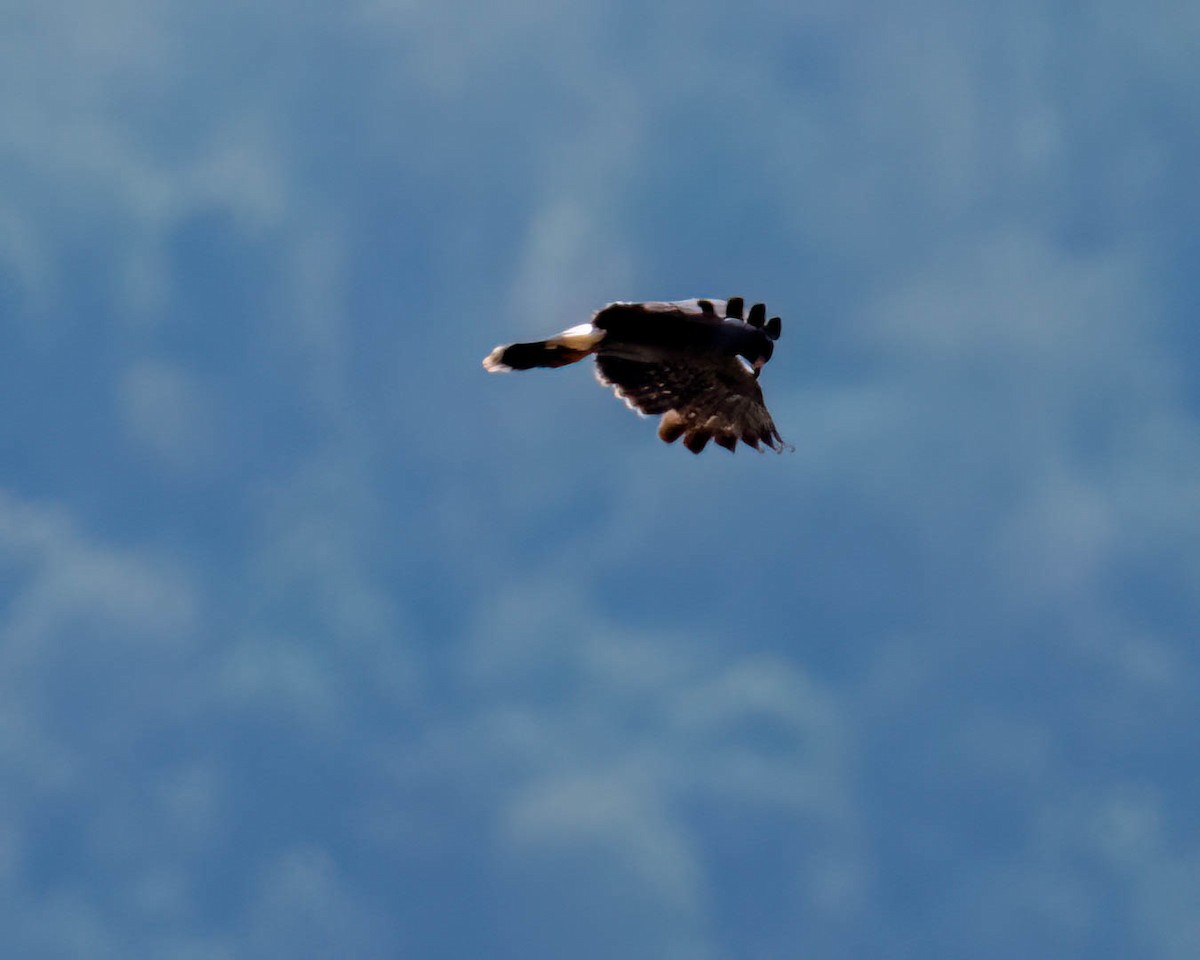 Snail Kite - ML646658190