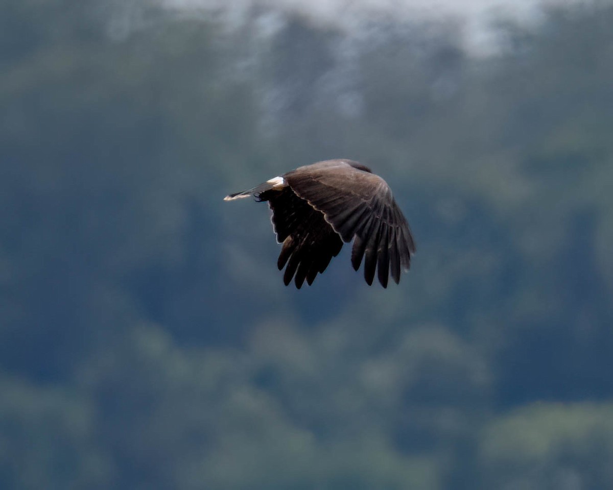 Snail Kite - ML646658191