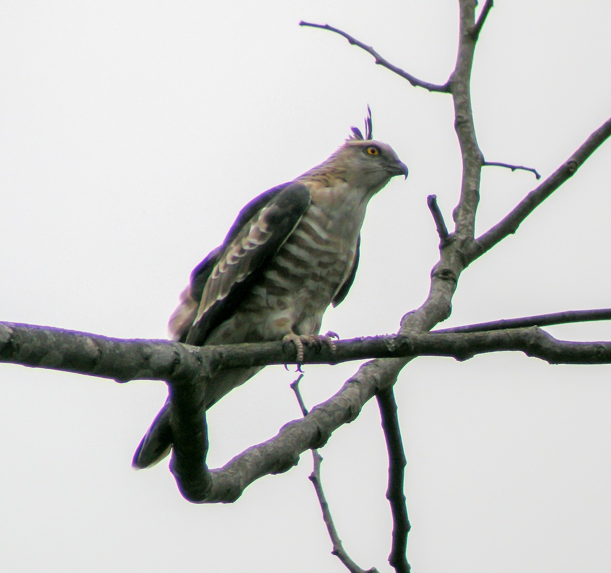 Jerdon's Baza - ML646658194