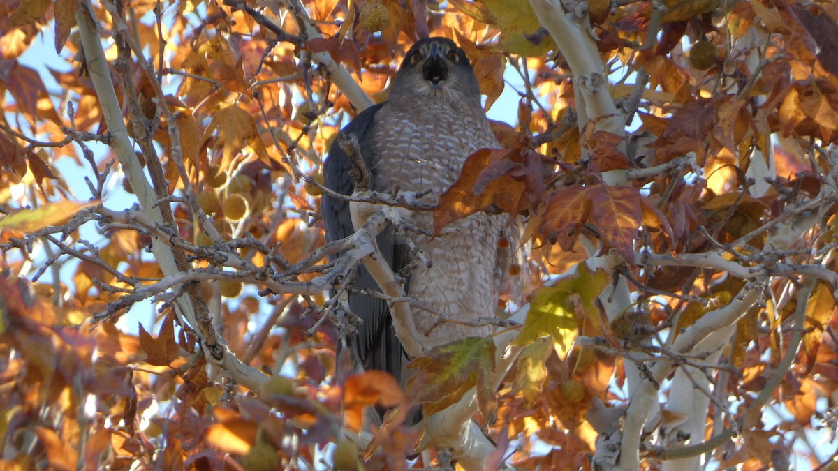 Cooper's Hawk - ML646658195