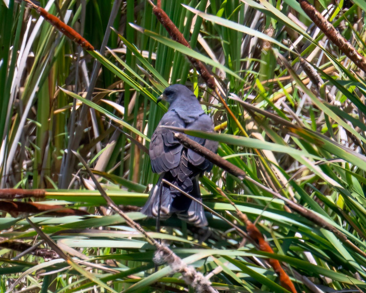 Snail Kite - ML646658205