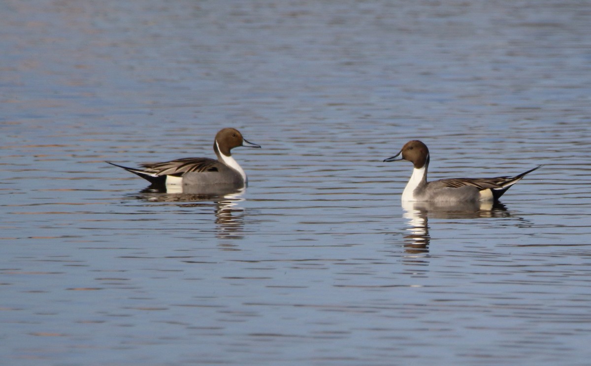 Northern Pintail - ML646658207