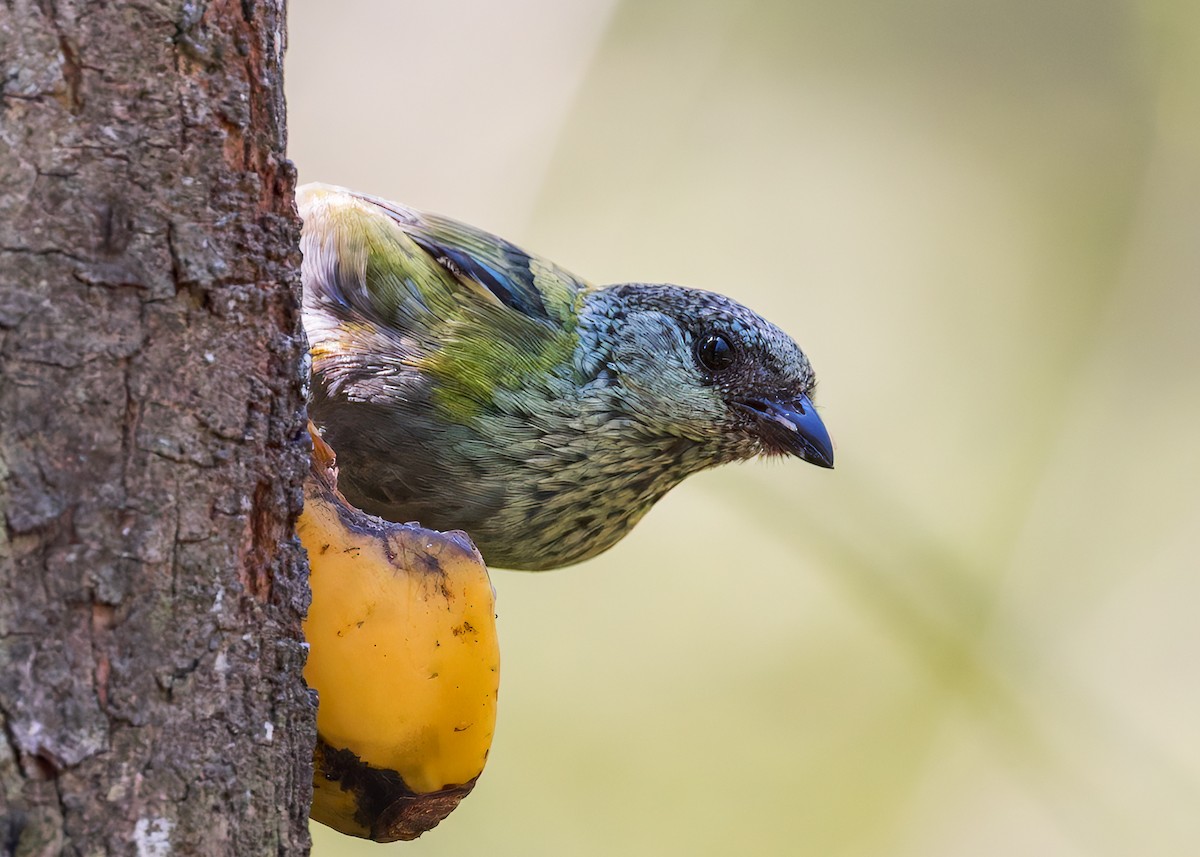 Black-capped Tanager - ML646658208