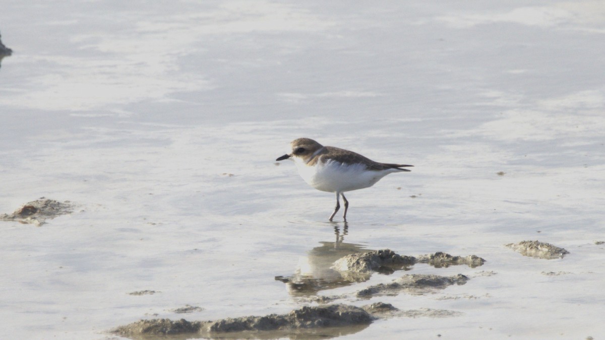 Kentish Plover - ML646658209