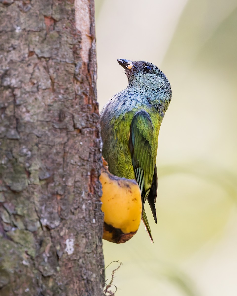Black-capped Tanager - ML646658210