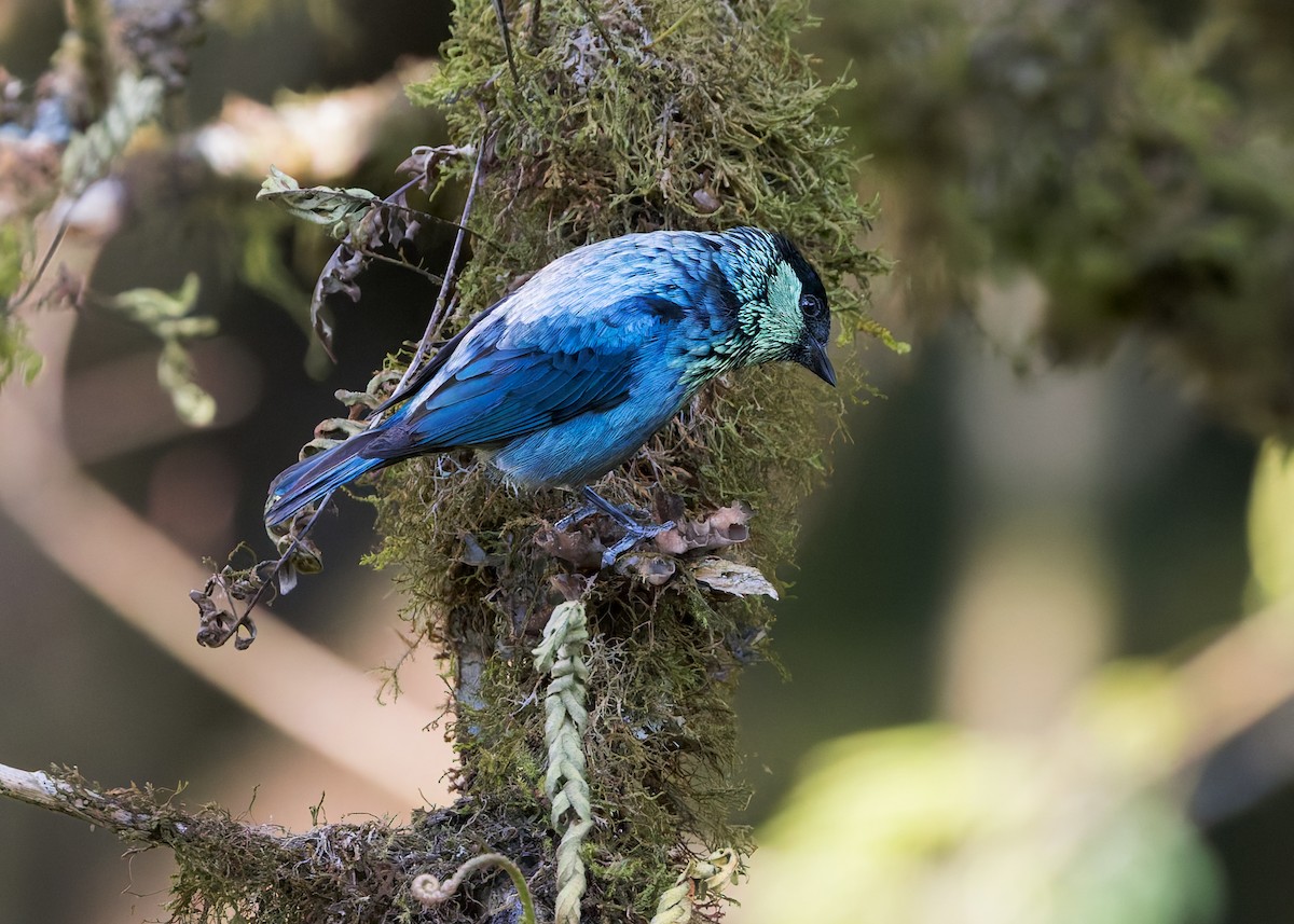 Black-capped Tanager - ML646658211