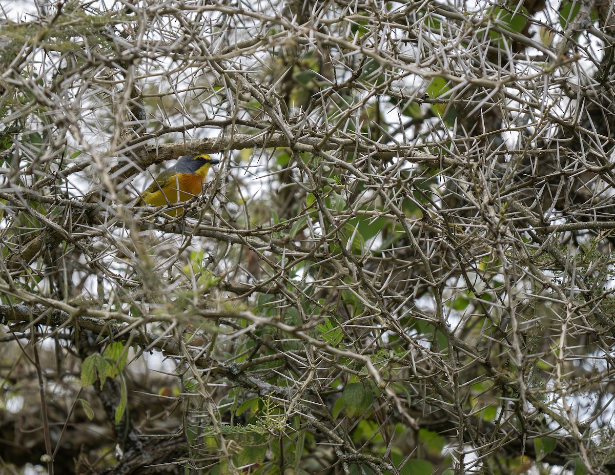 Sulphur-breasted Bushshrike - ML646658215