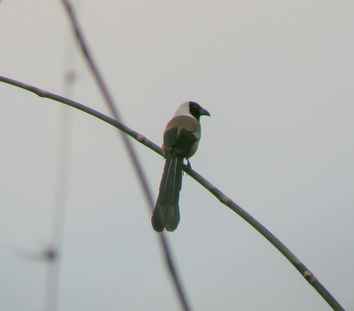 Collared Treepie - ML646658216