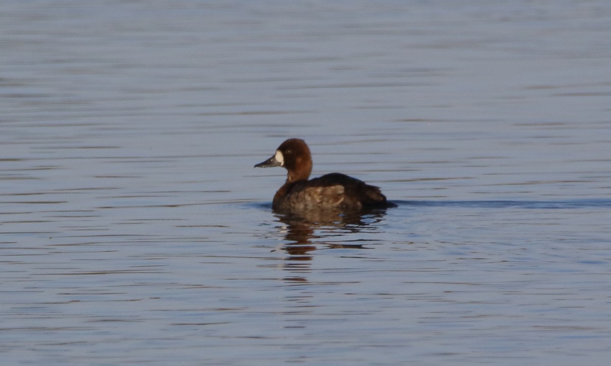 Lesser Scaup - ML646658222