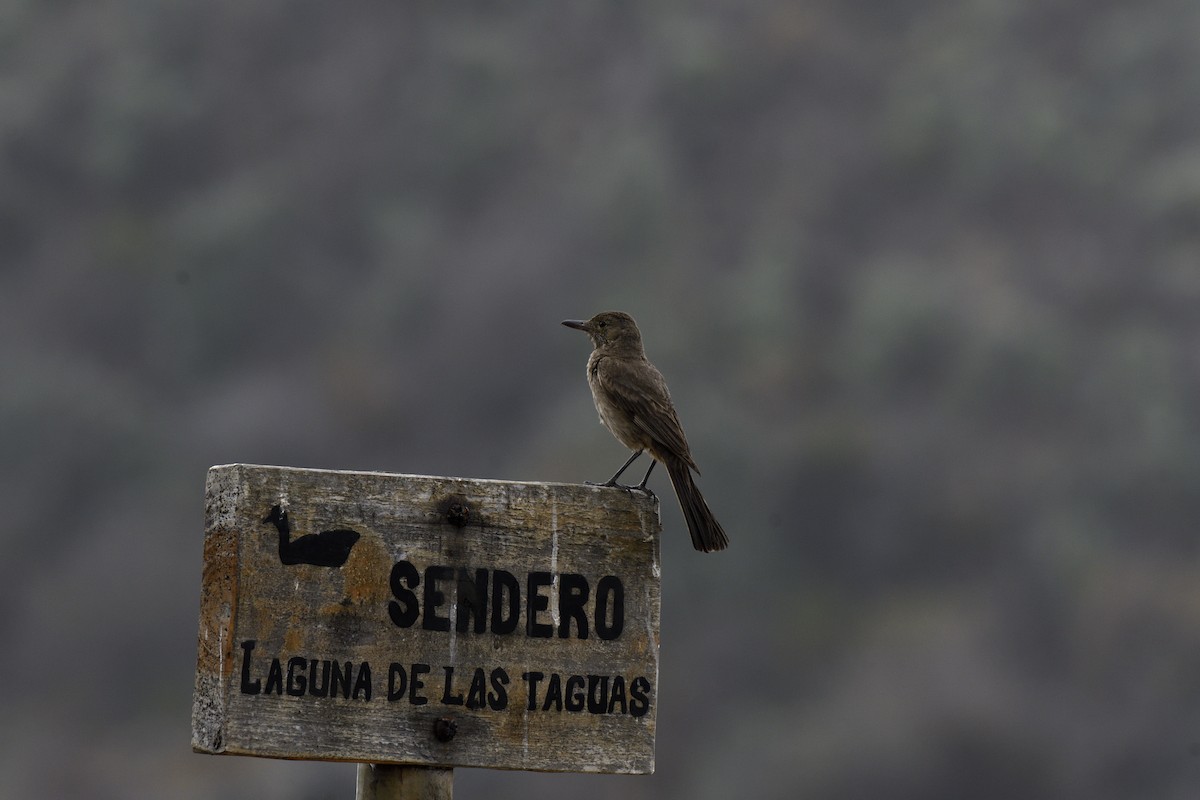 Great Shrike-Tyrant - ML646658224