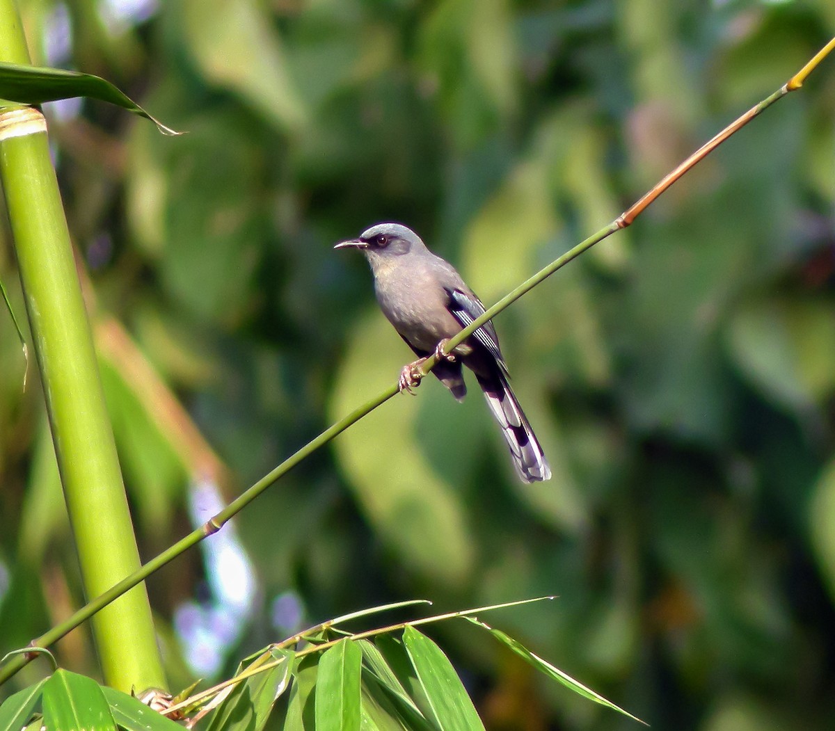 Beautiful Sibia - ML646658225