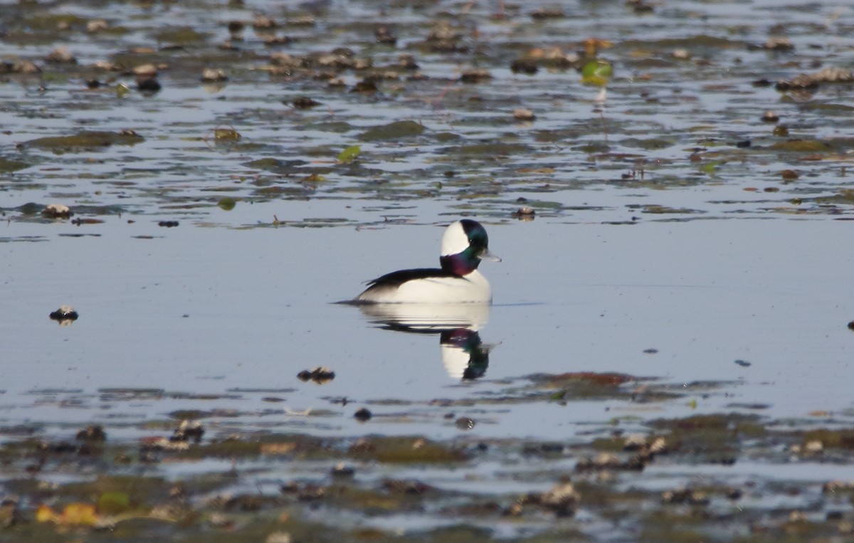 Bufflehead - ML646658226