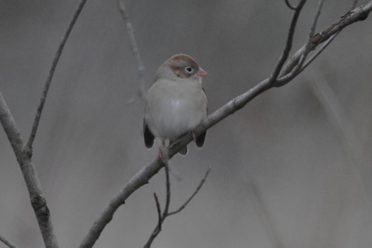 Field Sparrow - ML646658230