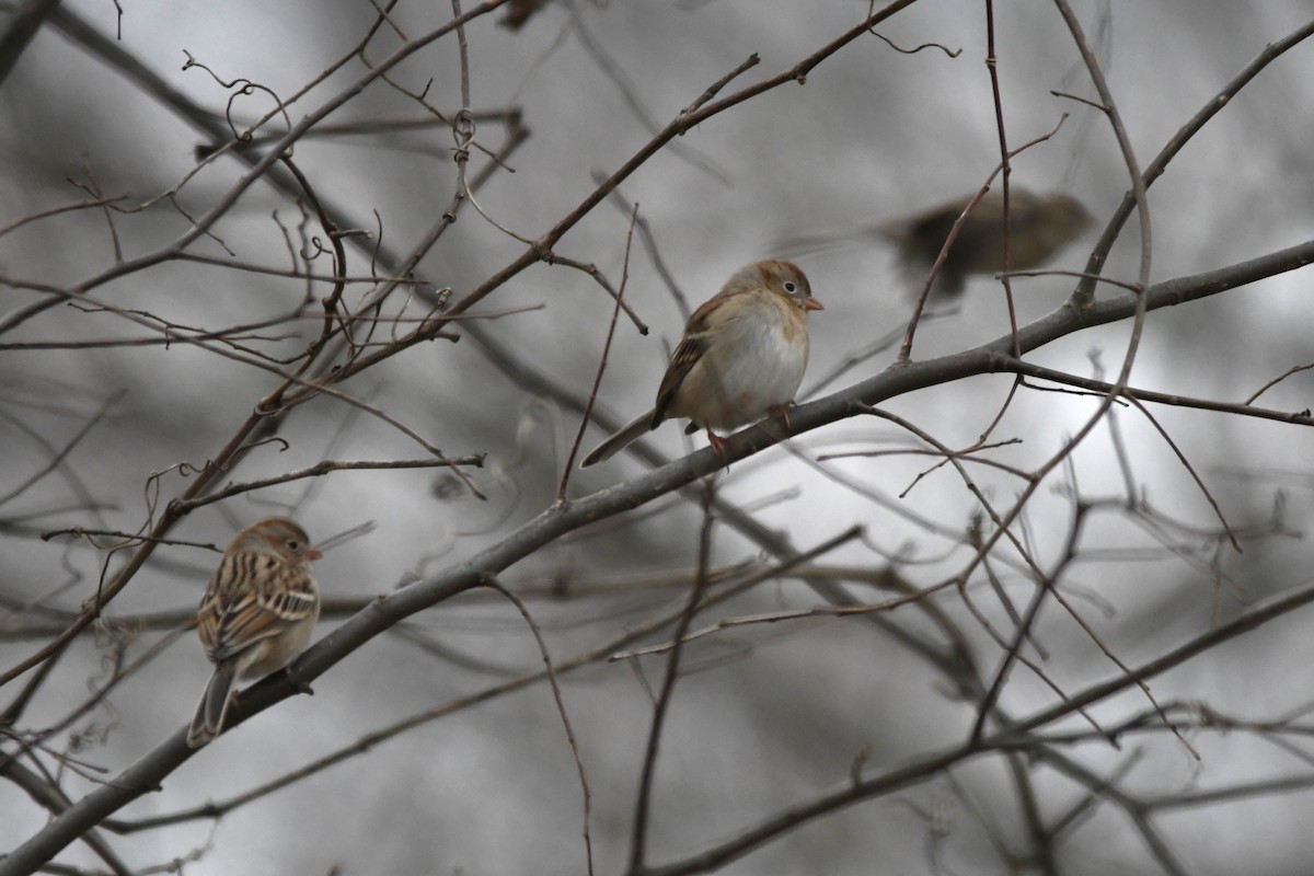 Field Sparrow - ML646658231