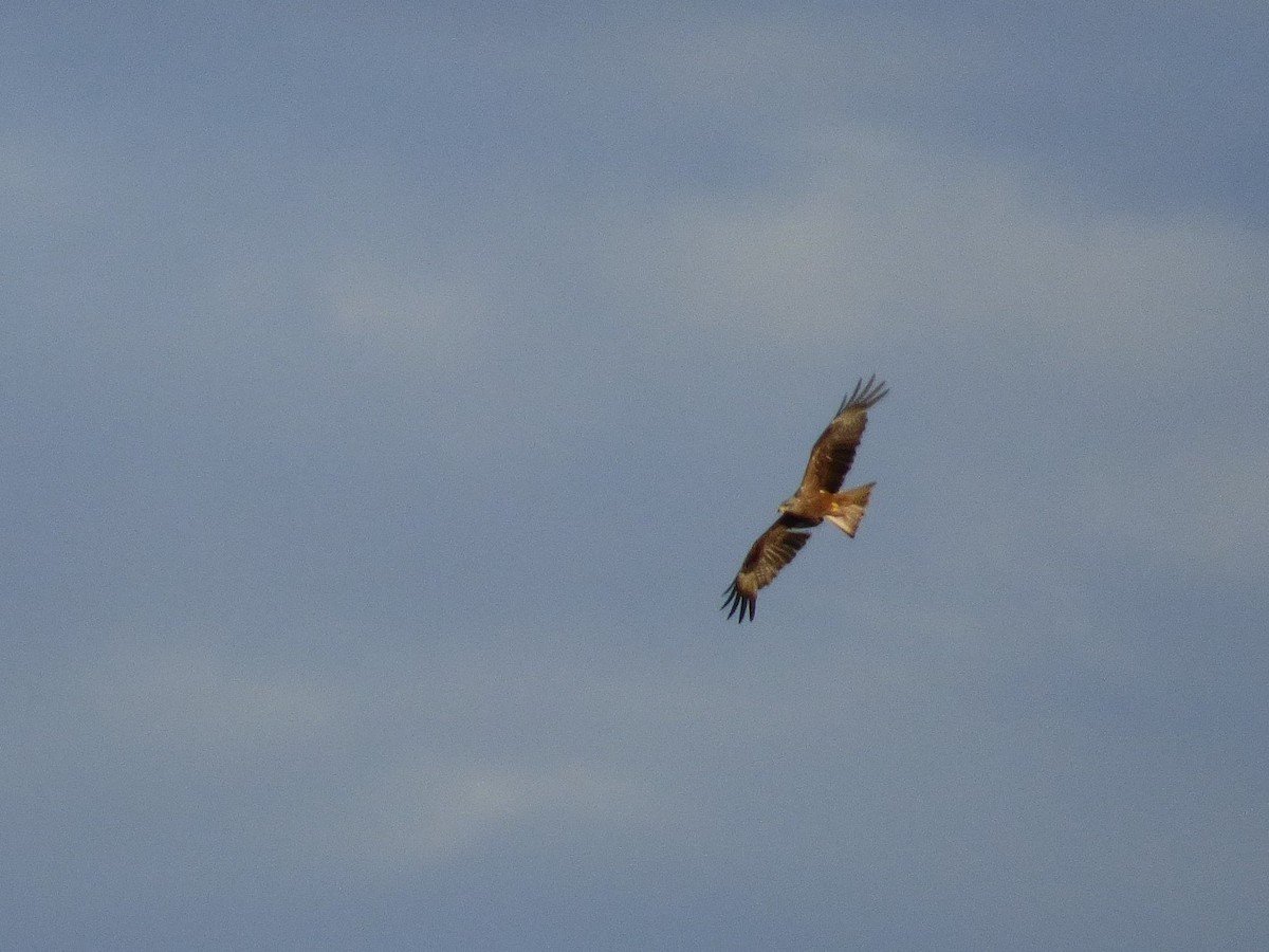 Black Kite - ML646658234