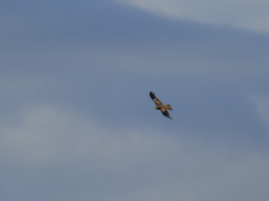 Black Kite - ML646658235