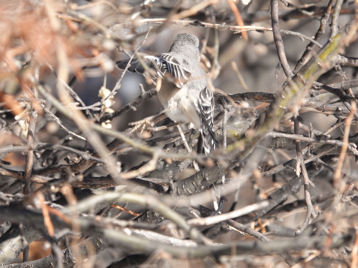 Northern Mockingbird - ML646658237