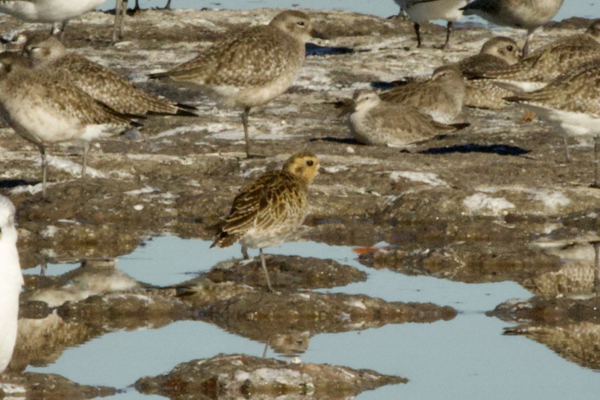 Tundra-Goldregenpfeifer - ML646658239