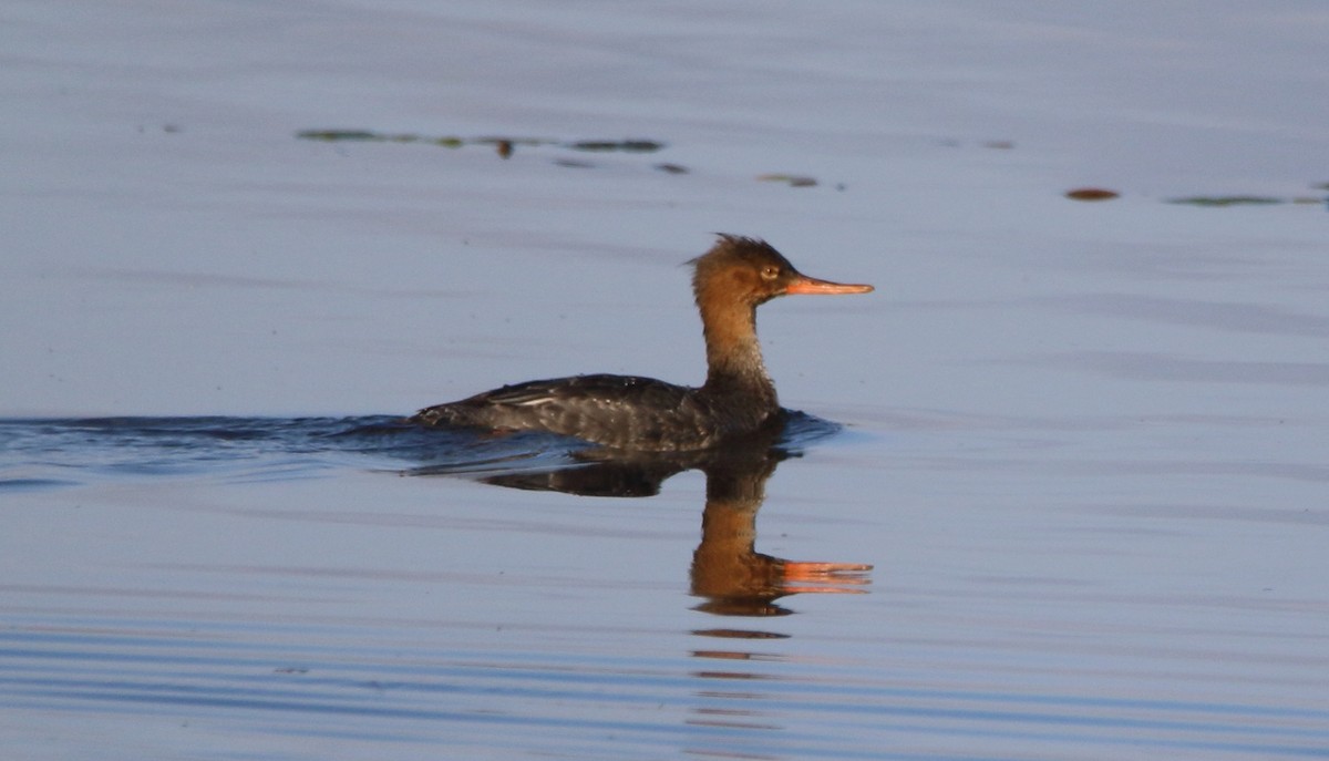 Red-breasted Merganser - ML646658240