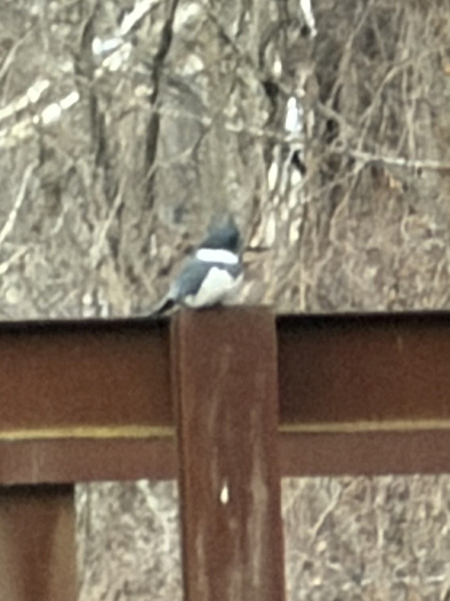 Belted Kingfisher - ML646658241