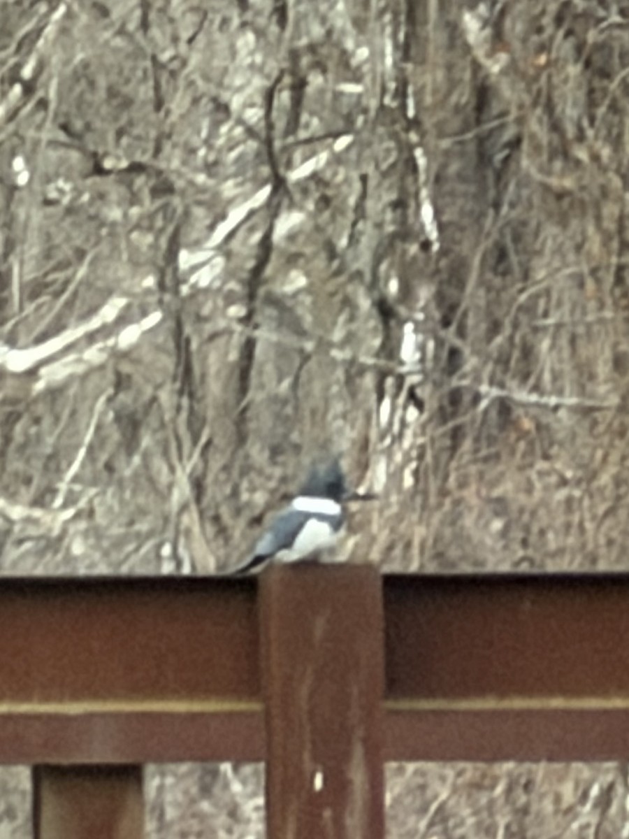 Belted Kingfisher - ML646658242