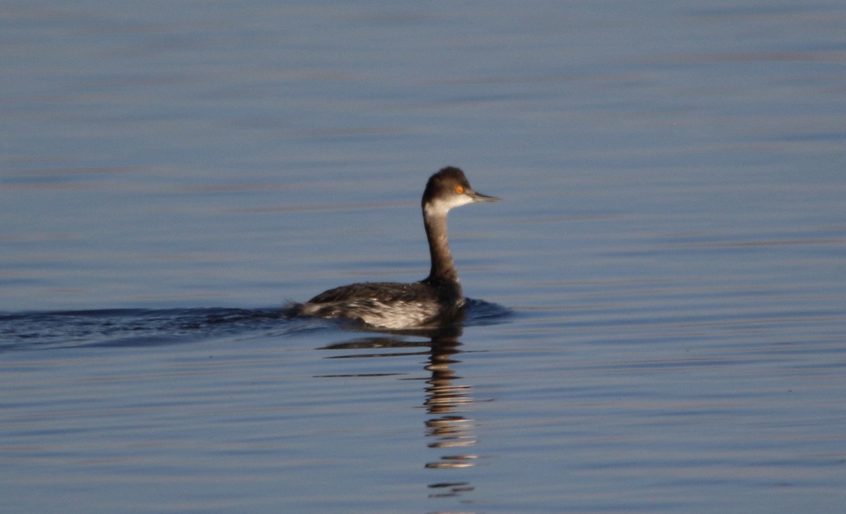 Grèbe à cou noir - ML646658243
