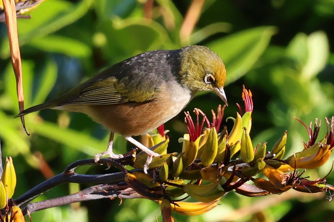 Silvereye - ML646658244