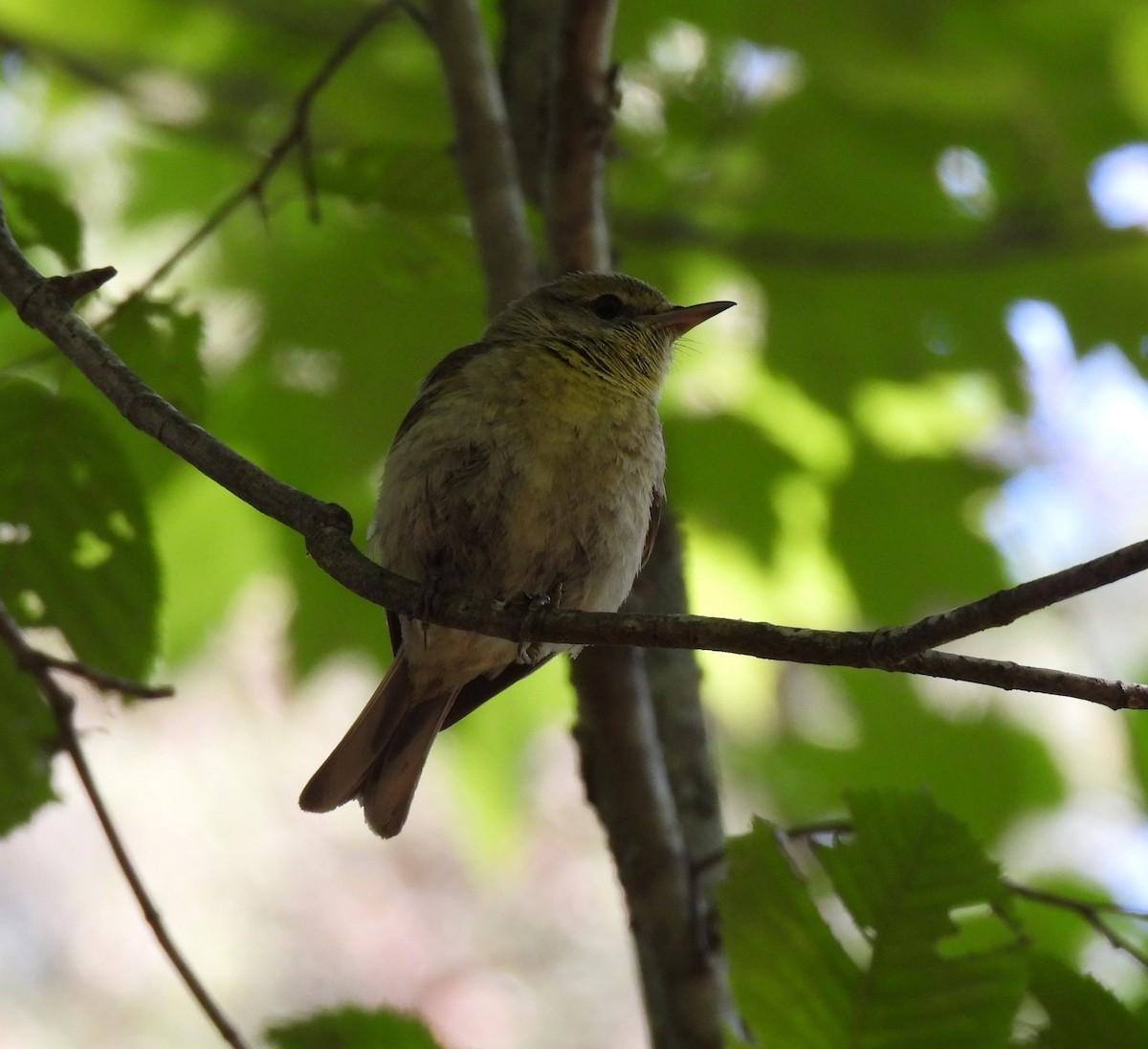 lesňáček borovicový - ML646658245