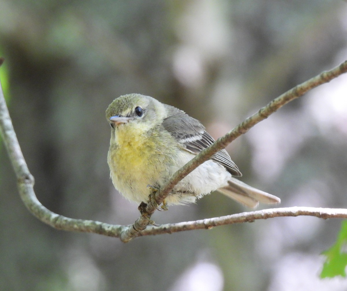 lesňáček borovicový - ML646658246