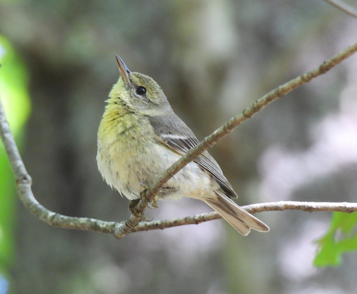 Çam Ötleğeni - ML646658247