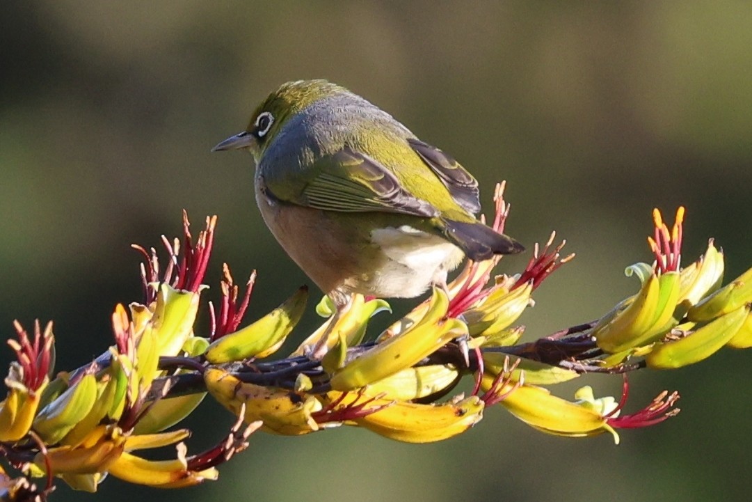 Silvereye - ML646658251