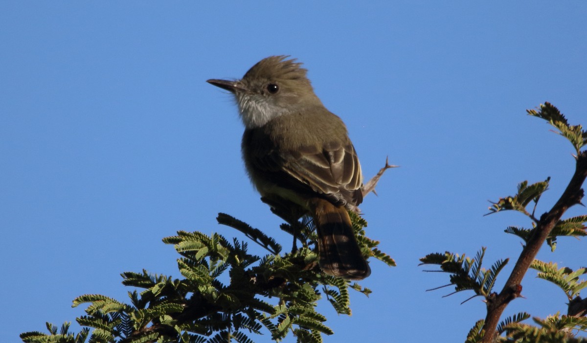 Ash-throated Flycatcher - ML646658255