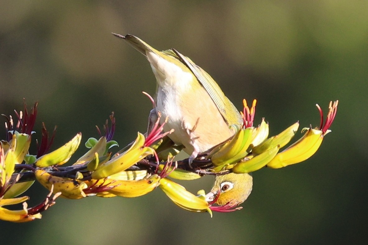 Silvereye - ML646658256