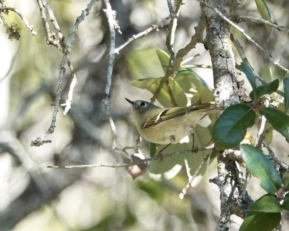 králíček americký - ML646658264