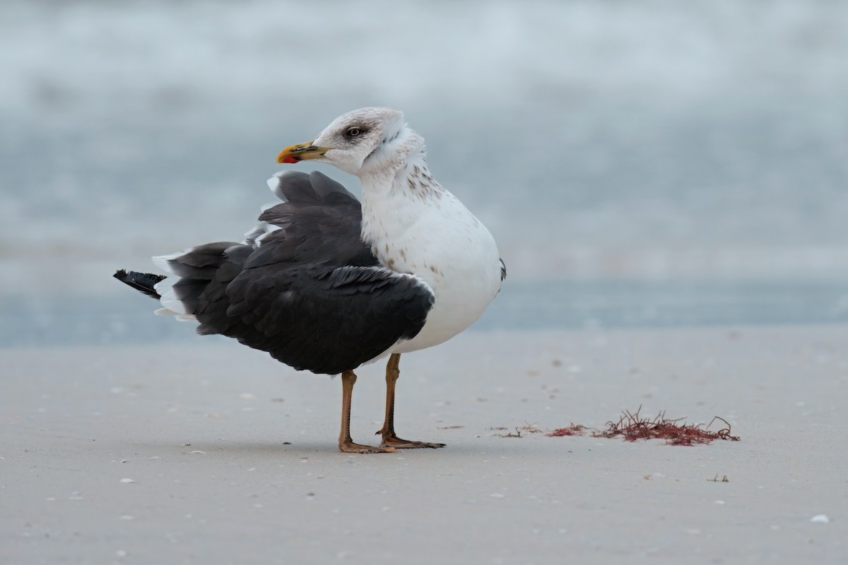 racek žlutonohý - ML646658265