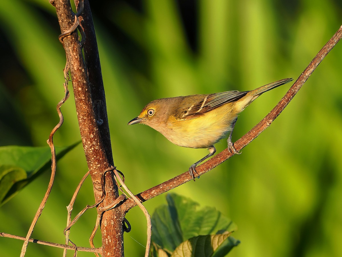 White-eyed Vireo - ML646658266