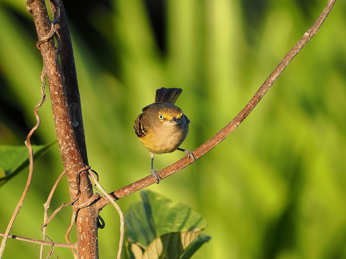 White-eyed Vireo - ML646658267