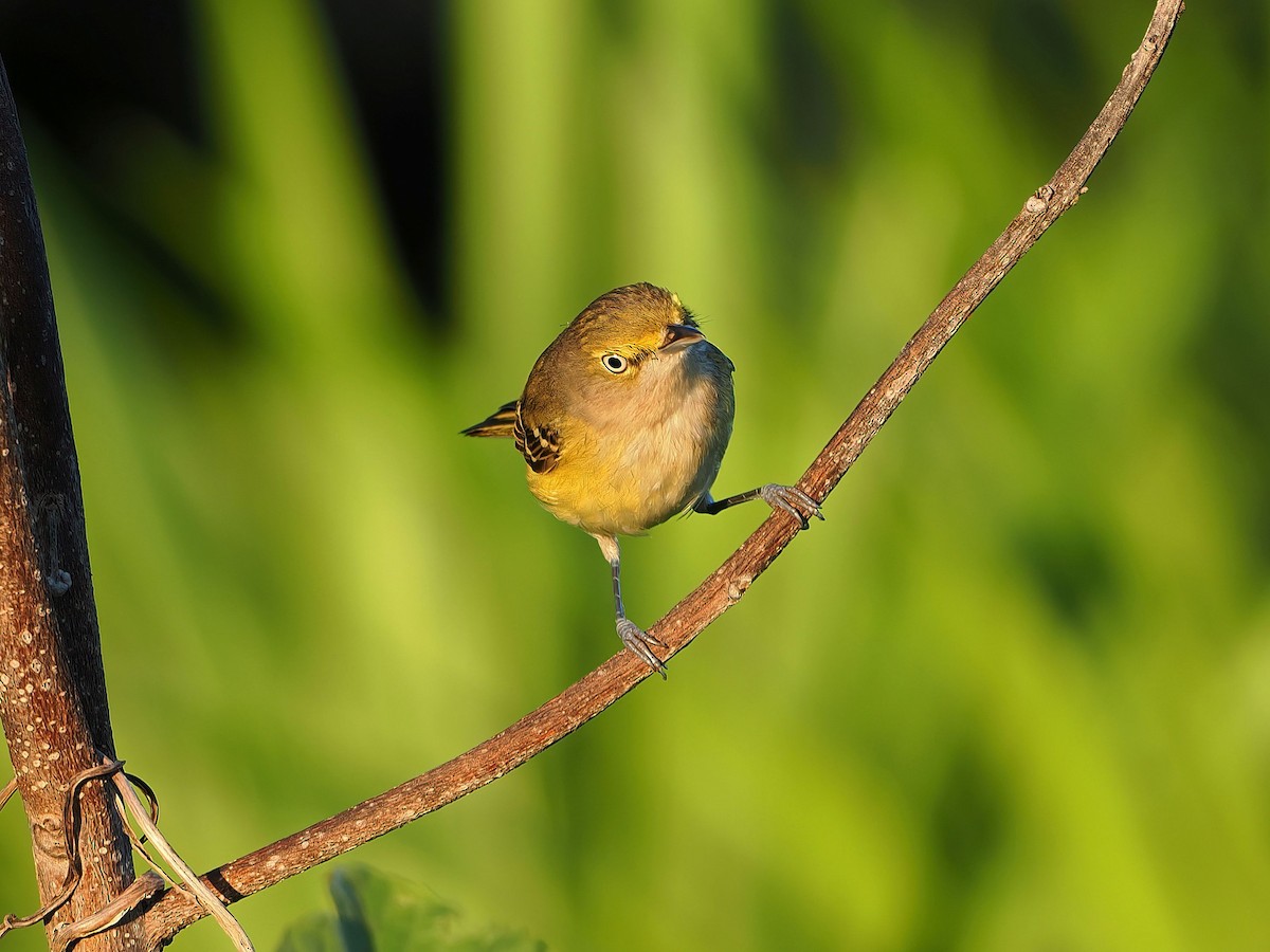 White-eyed Vireo - ML646658268