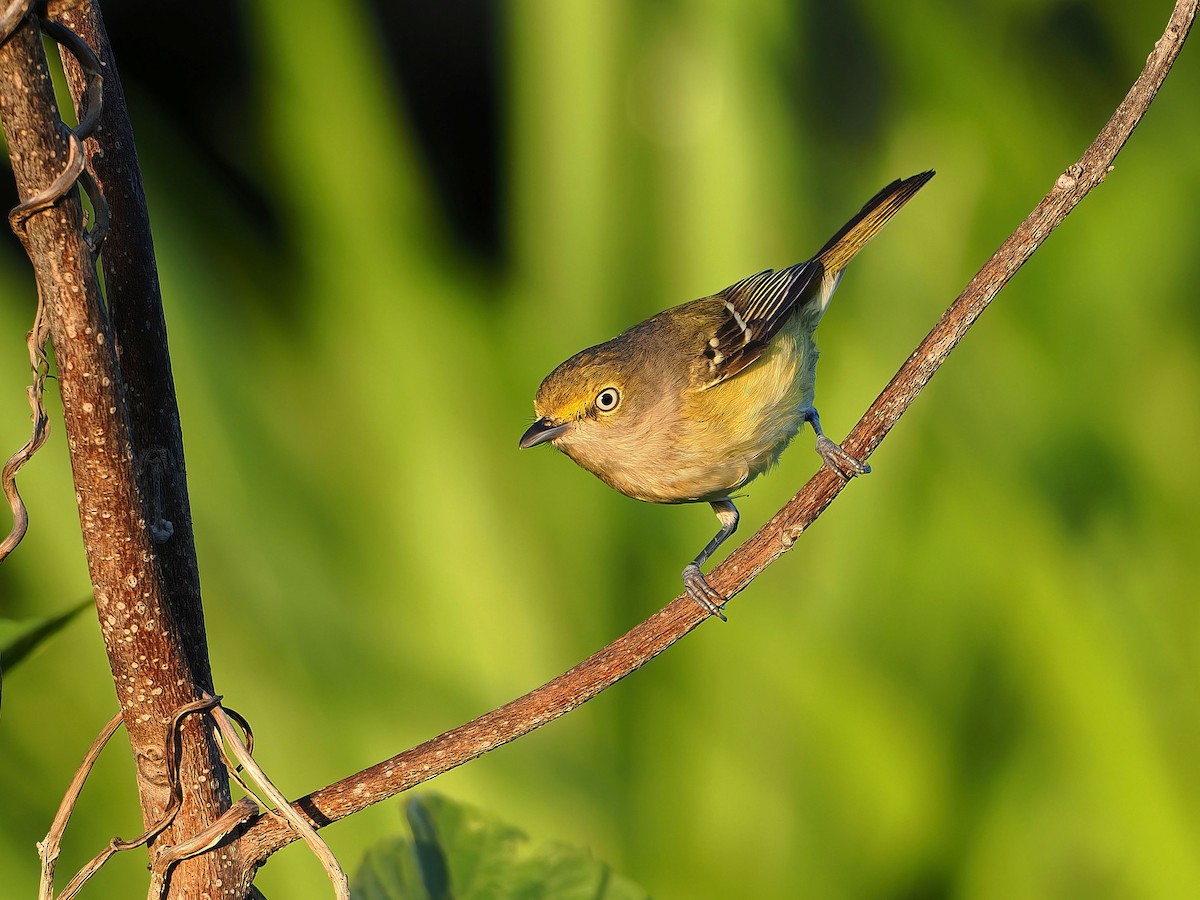 White-eyed Vireo - ML646658270